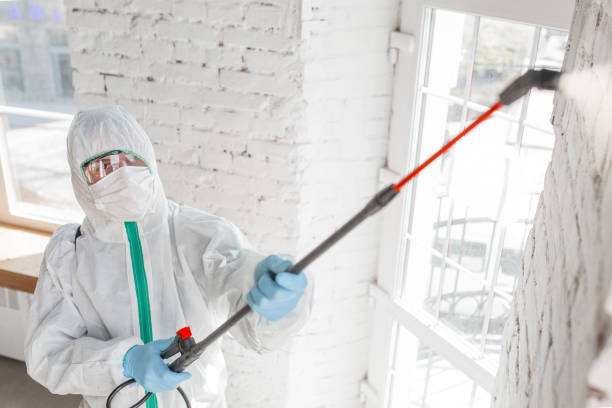 Professional Mold Removal in River Ridge, FL